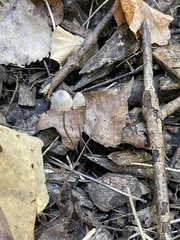 Coprinellus disseminatus