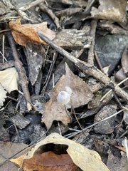 Coprinellus disseminatus