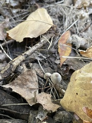 Coprinellus disseminatus