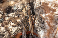 Yersiniops sophronicus