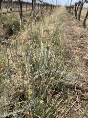 Senecio filaginoides