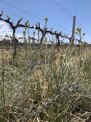 Senecio filaginoides