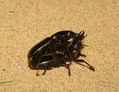 Scarites bucida