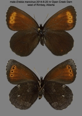 Erebia mancinus