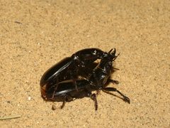 Scarites bucida
