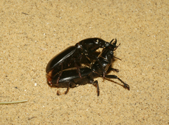 Scarites bucida