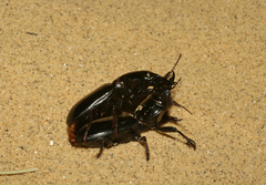 Scarites bucida