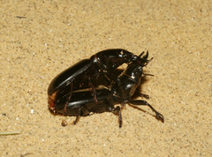 Scarites bucida
