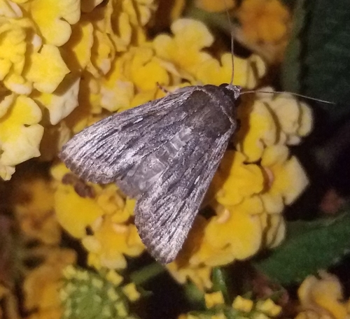 Lantana Stick Moth photo 2