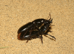 Scarites bucida