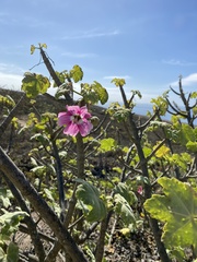 Malva assurgentiflora glabra