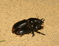 Scarites bucida