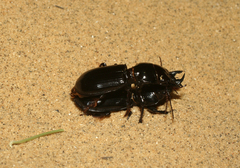 Scarites bucida