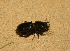 Scarites bucida