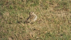 Saxicola macrorhynchus