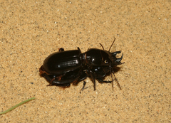 Scarites bucida