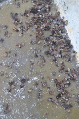 Pinctada maculata