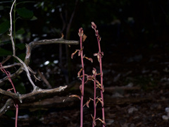 Bletia nitida