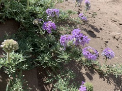 Glandularia tenera