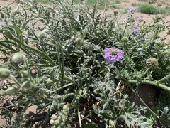 Glandularia tenera