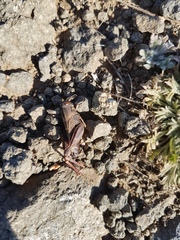 Calliptamus abbreviatus