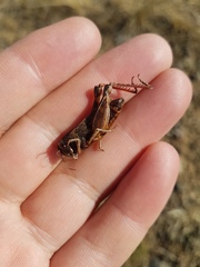 Calliptamus abbreviatus