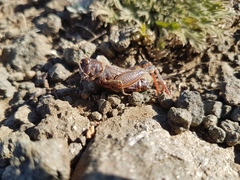 Calliptamus abbreviatus