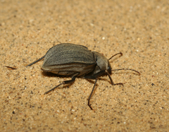 Platyesia sericata