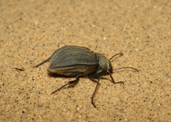 Platyesia sericata
