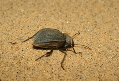 Platyesia sericata