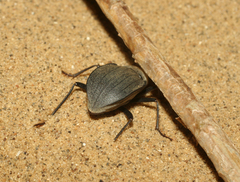 Platyesia sericata