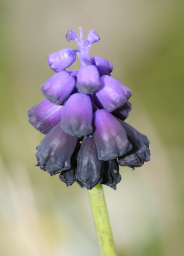Representative image of Muscari commutatum
