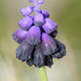 Dark Grape-Hyacinth - Photo (c) Miltos Gikas, some rights reserved (CC BY-NC)