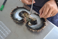 Pinctada margaritifera