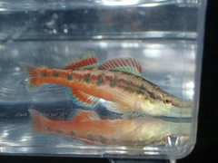 Etheostoma pyrrhogaster
