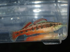 Etheostoma pyrrhogaster