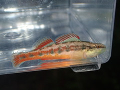 Etheostoma pyrrhogaster
