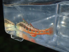 Etheostoma pyrrhogaster