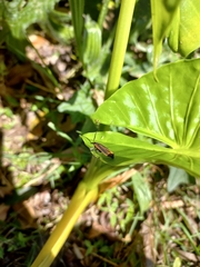 Belini