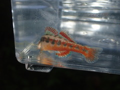 Etheostoma pyrrhogaster