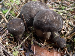 Lactarius fallax concolor