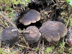 Lactarius fallax concolor