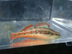 Etheostoma pyrrhogaster