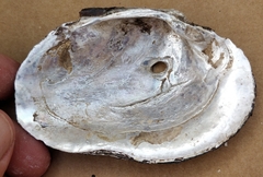 Arcidens confragosus