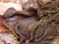 Collema subflaccidum