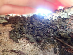 Collema subflaccidum