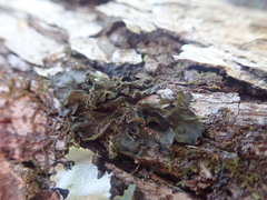 Collema subflaccidum