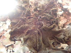 Collema subflaccidum