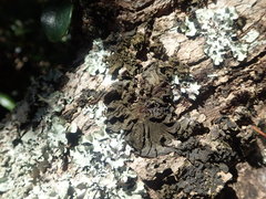 Collema subflaccidum