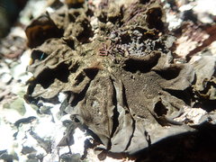 Collema subflaccidum